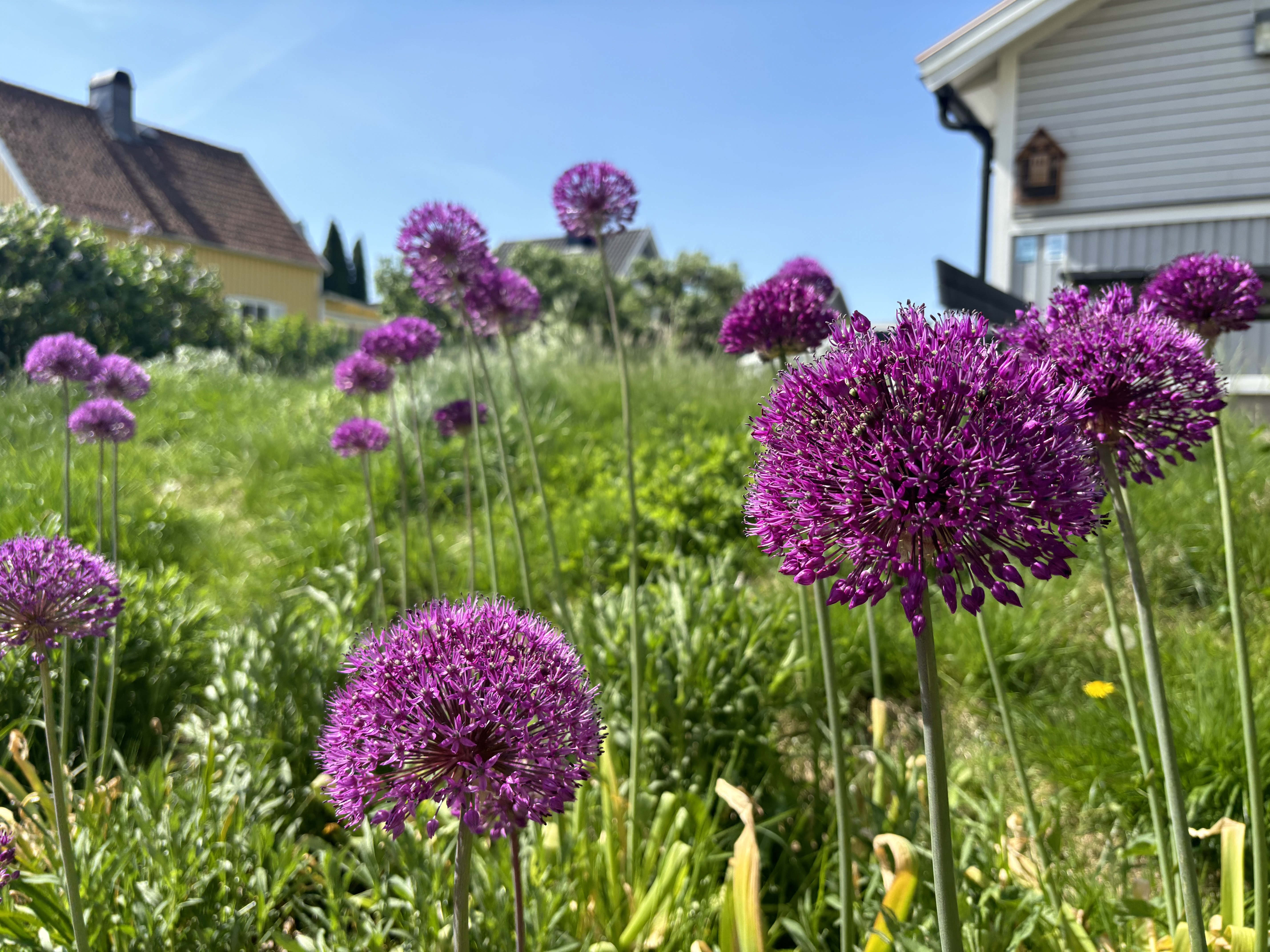 Lila bollformade stora blommor i närbild